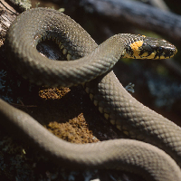 Natrix