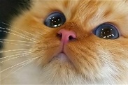 Юлия
